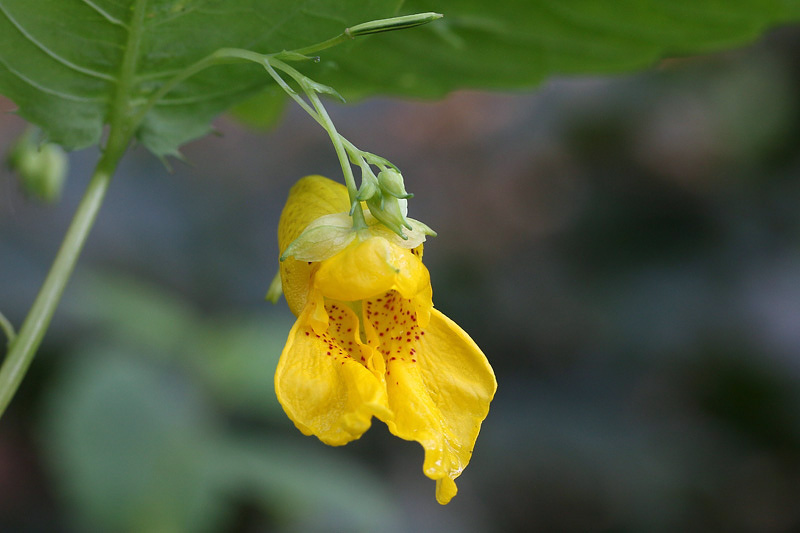 Impatiens noli-tangere / Balsamina gialla